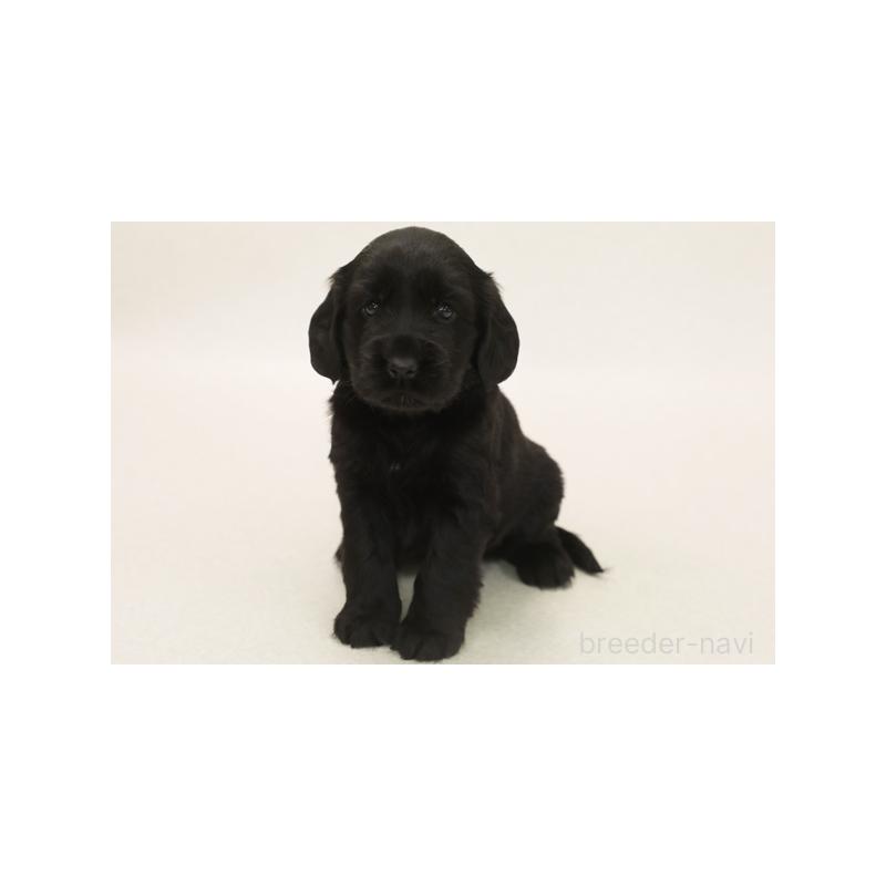 販売中の神奈川県のミックス犬-403960
